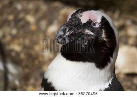 Testa pinguino
