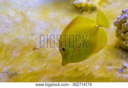 Closeup Portrait Of A Yellow Tang Fish, One Of The Most Popular Fishes In Aquaculture, Tropical Fish