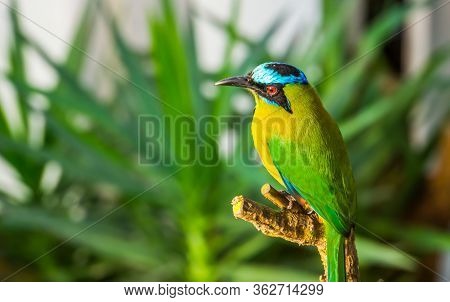 Closeup Portrait Of An Amazonian Motmot, Colorful Tropical Bird Specie From South America