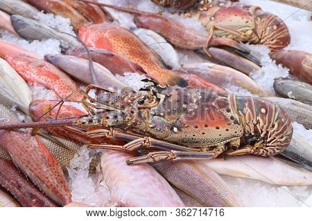 Langouste (aka Spiny Lobster) At Guadeloupe Fish Market In Pointe A Pitre, Biggest City Of Guadeloup
