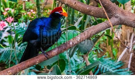 Closeup Of A Violet Turaco Sitting In A Tree, Popular Exotic Bird Specie From Africa