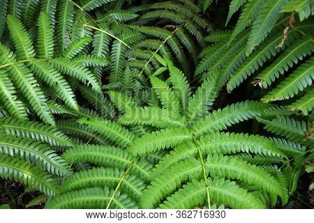 Volcano La Soufriere Rainforest In Guadeloupe. Green Jungle Forest. Fern Plants Background.