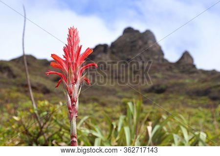 Bromeliad Plant In Guadeloupe - Pitcairnia Bifrons Species. La Soufriere Volcano In Background.