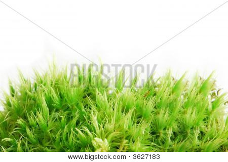 Sphagnum muschio