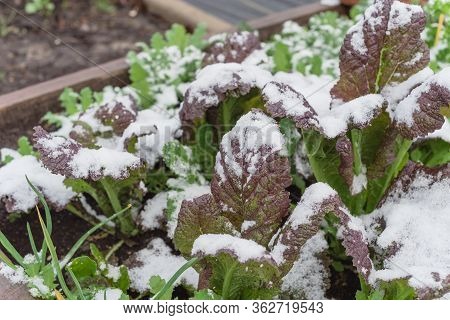 Garden Raised Bed In Winter Day With Mixed Of Red And Green Mustard Snow Covered In Dallas, Texas