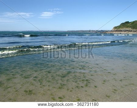 Green Seaweeds Tide Overgrowth on Brittany Coast