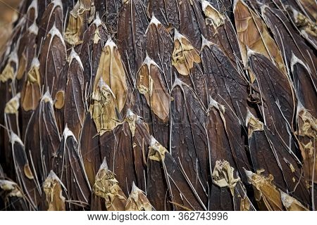 Beautiful Interesting Naturale Background With Brown Leaves Of Exotic Plant In Closeup