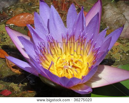 Hawaii-Blume