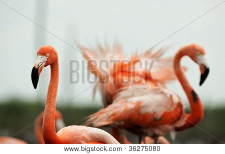 플라밍고 (phoenicopterus Ruber)