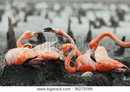 플라밍고 (phoenicopterus Ruber)에 둥지입니다.