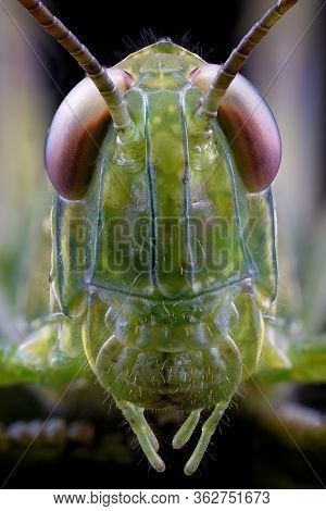 An Extreme Macro Close Up Of The Face Of A Green Grasshopper, Macro Photography