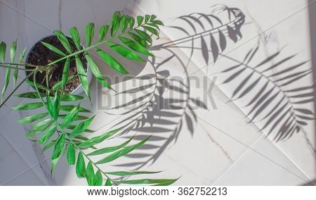 Green Tropical Leaves White Marble Pattern Texture Abstract Backgroundbackground.palm In Pastel Blue