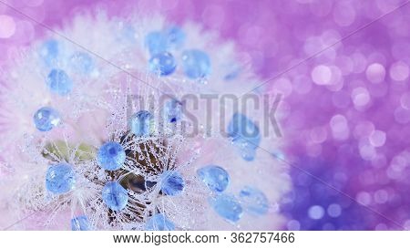 Beautiful Dew Drops On Dandelion Seed Macro. Beautiful Soft Violet Background. Water Drops On Parach