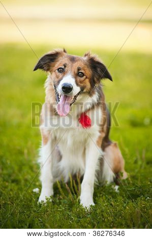 freudig roter Hund Bordercollie