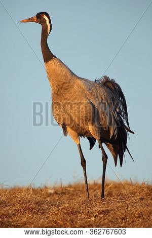 The Common Crane (grus Grus), Also Known As The Eurasian Crane On The Evening Light. Crane Standing 