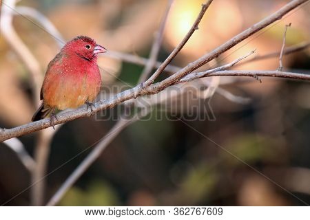 The Red-billed Firefinch Or Senegal Firefinch (lagonosticta Senegala) Sitting In Dense Bush.red Bird