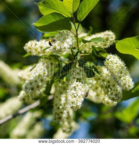 Bird Cherry Blossoming White Flower Close Up Horizontal Orintation Green Background