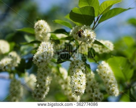 Bird Cherry Blossoming White Flower. Close Up. Horizontal Orintation. Green Background