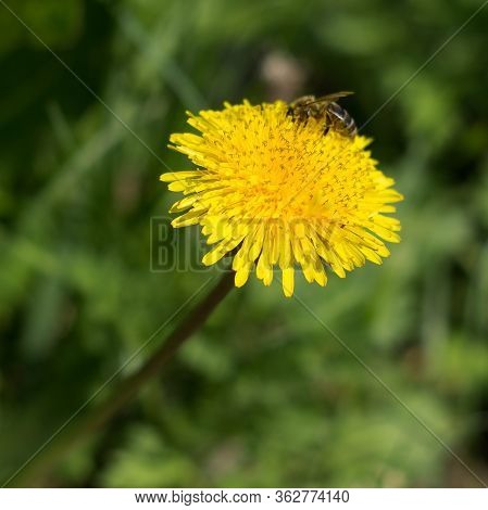 Yellow Dandelion Flower Blossoming Flower Close Up Horizontal Orintation Green Background
