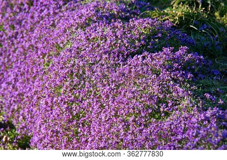 Aubrieta Deltoidea, A Purple Flowering Ground Cover Plant, Blooming In Early Spring