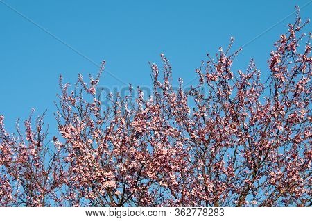 Flowerin Twigs Of A Cherry Tree With Pink Blossoms On A Sunny Evening With Clear Blue Sky