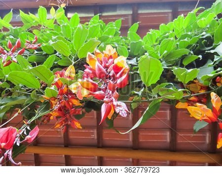 Thunbergia Mysorensis, Climbing Vine With Several Flowers In Lower View.