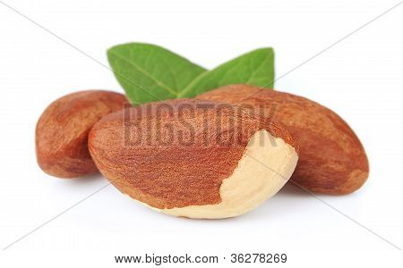 Bertholletia.Brazil nødder