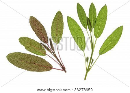 Viola salvia (salvia Officinalis Purpurascens)