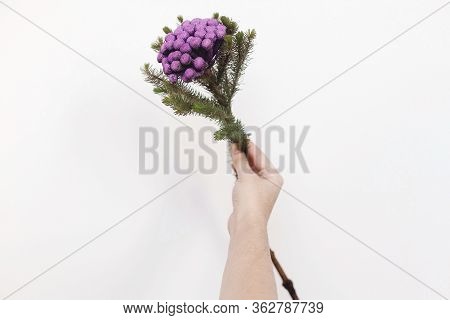 Hand Holding Brunia Plant On White Background With Copy Space. Unusual Creative Flower. Home Decor.