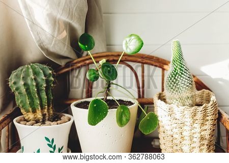 Cactus And Pilea Peperomioides Plants In Modern Pots On Retro Wooden Shelf In Scandinavian Style Roo