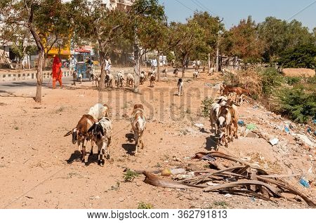 Puttaparthi, Andhra Pradesh, India - January 15, 2013: An Indian Woman Are Shepherding Herd Of Sheep