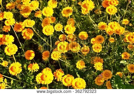 Yellow Flowers Of Cota Tinctoria Plants