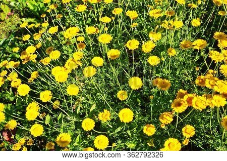 Yellow Flowers Of Cota Tinctoria Plants