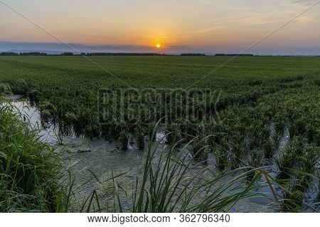 Sunset In A Rice Field Of The 