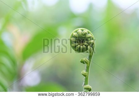 Young Tropical Paco Fern Growing In Rainforest Garden With Sun Light And Green Nature Background