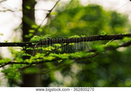 Young Fresh Needles Of Larch. Spring Background With The First Needles. New Green Foliage On A Blurr