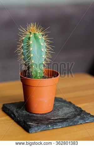 Blue Columnar Cactus (pilosocereus Pachycladus)) In A Brown Plastic Pot Which Is Sitting On Top Of A