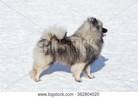 Cute Deutscher Wolfspitz Puppy Is Standing On A White Snow In The Winter Park. Keeshond Or German Sp