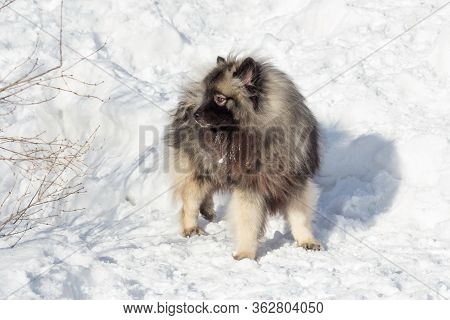 Deutscher Wolfspitz Puppy Is Standing On A White Snow In The Winter Park. Keeshond Or German Spitz. 