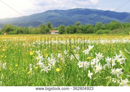 Nature Landscape With Flowering Meadow Of White Wild Growing Narcissus Flowers. Narcissus Valley In 