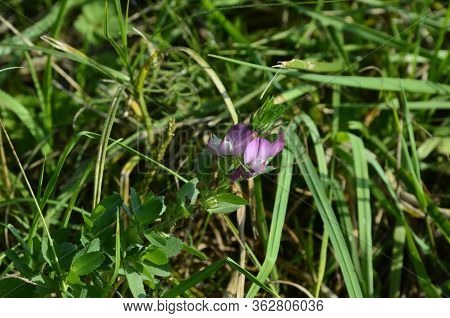 Ononis Arvensis Blooms In The Meadow. Field Restharrow, Ononis Arvensis In Garden. Bee On Flower Of 