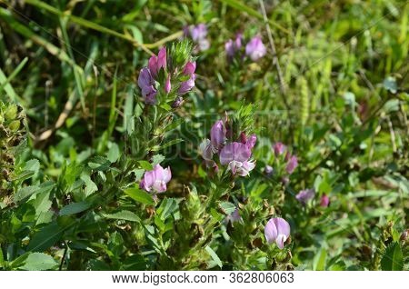 Ononis Arvensis Blooms In The Meadow. Field Restharrow, Ononis Arvensis In Garden. Bee On Flower Of 