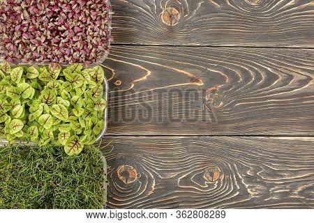 On A Wooden Background With The Edge Are Three Boxes With Young Sprouts Of Amaranth, Sorrel And Onio