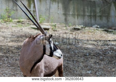 Gemsbok Or Gemsbok Or Oryx Gazella In Zoo.