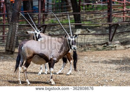 Gemsbok Or Gemsbok Or Oryx Gazella In Zoo.