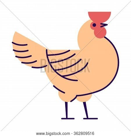 Orange Rooster Flat Vector Illustration. Cock Isolated On White Background. Poultry Farm, Hennery Ca
