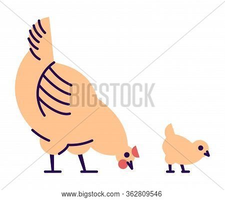 Orange Chicken With Chick Pecking Flat Vector Illustration. Domestic Bird Breeding Concept. Mother H