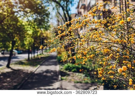 Kerria Japonica Blooming In Spring Park. Japanese Rose. Bush With Yellow Flowers Blossoming Outdoors