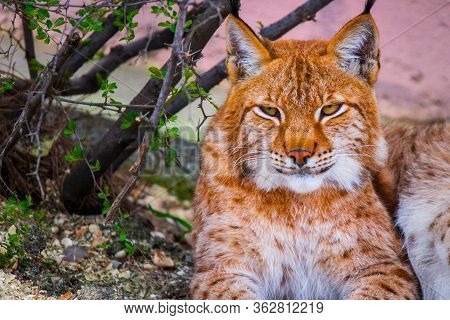 Close-up Portrait Of An Eurasian Lynx In Zoo.