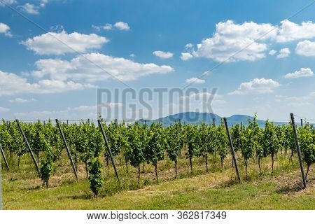 Palava with vineyards near Popice,South Moravia, Czech Republic
